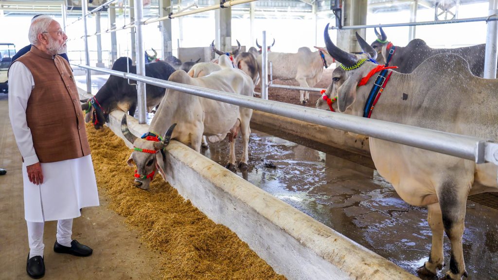 PM-Modi-bovine-3
