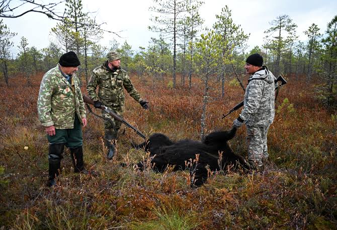 Siberian hunters declare open season on bears after spate of deadly attacks