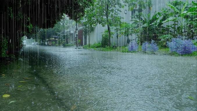 भागलपुर में अर्णब तूफान का कहर: खेतों में गिरी धान की तैयार फसल, किसानों की उम्मीदों पर फिरा पानी