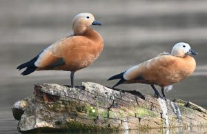 India’s Ramsar Site Tally Reaches 103 with Addition of Sukhna Wetland and Sauj Jheel