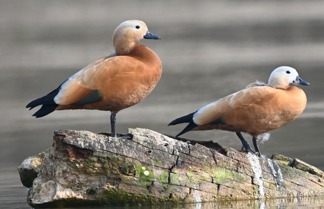 India’s Ramsar Site Tally Reaches 103 with Addition of Sukhna Wetland and Sauj Jheel